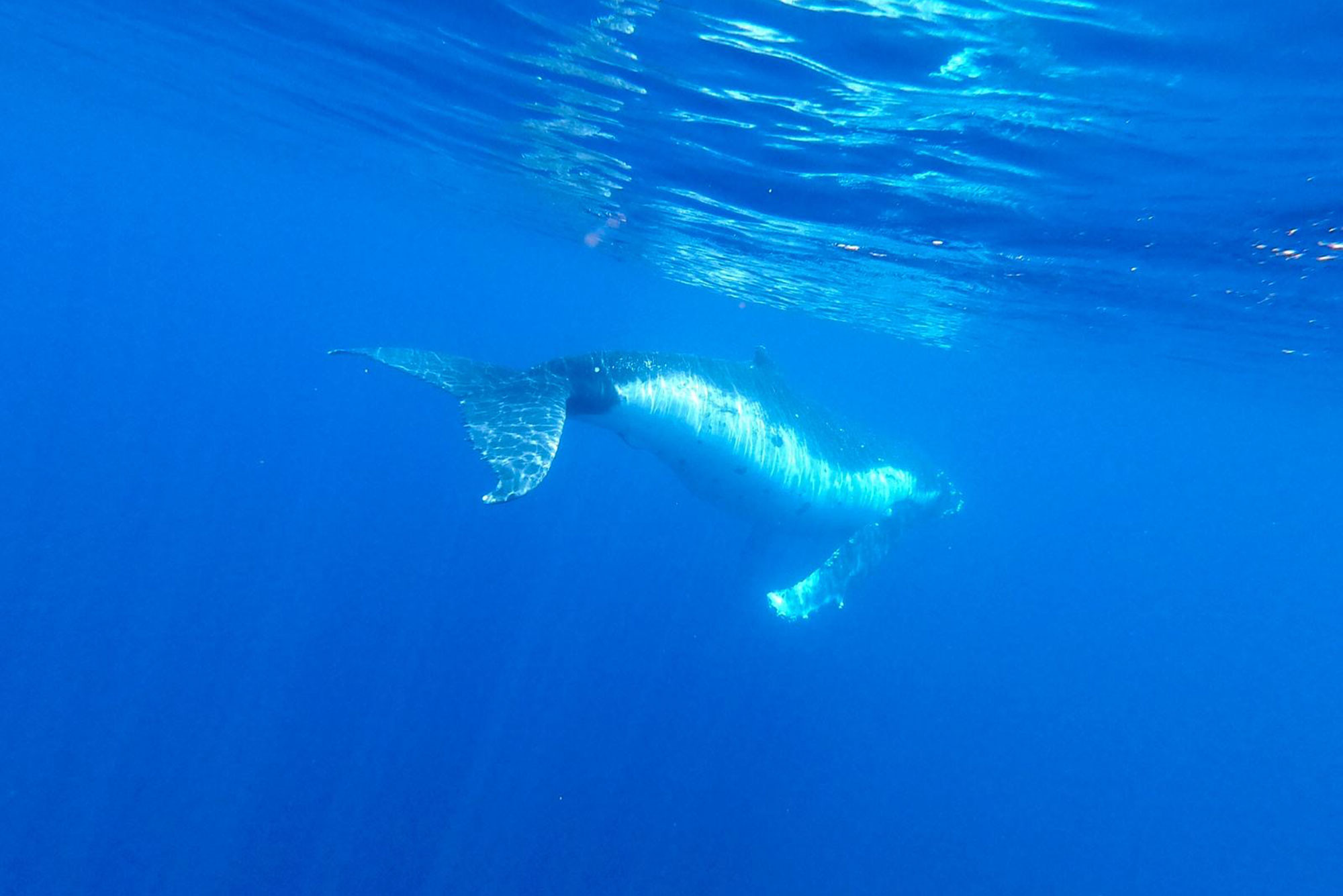 Baani Lodge Maldives - Snorkeling