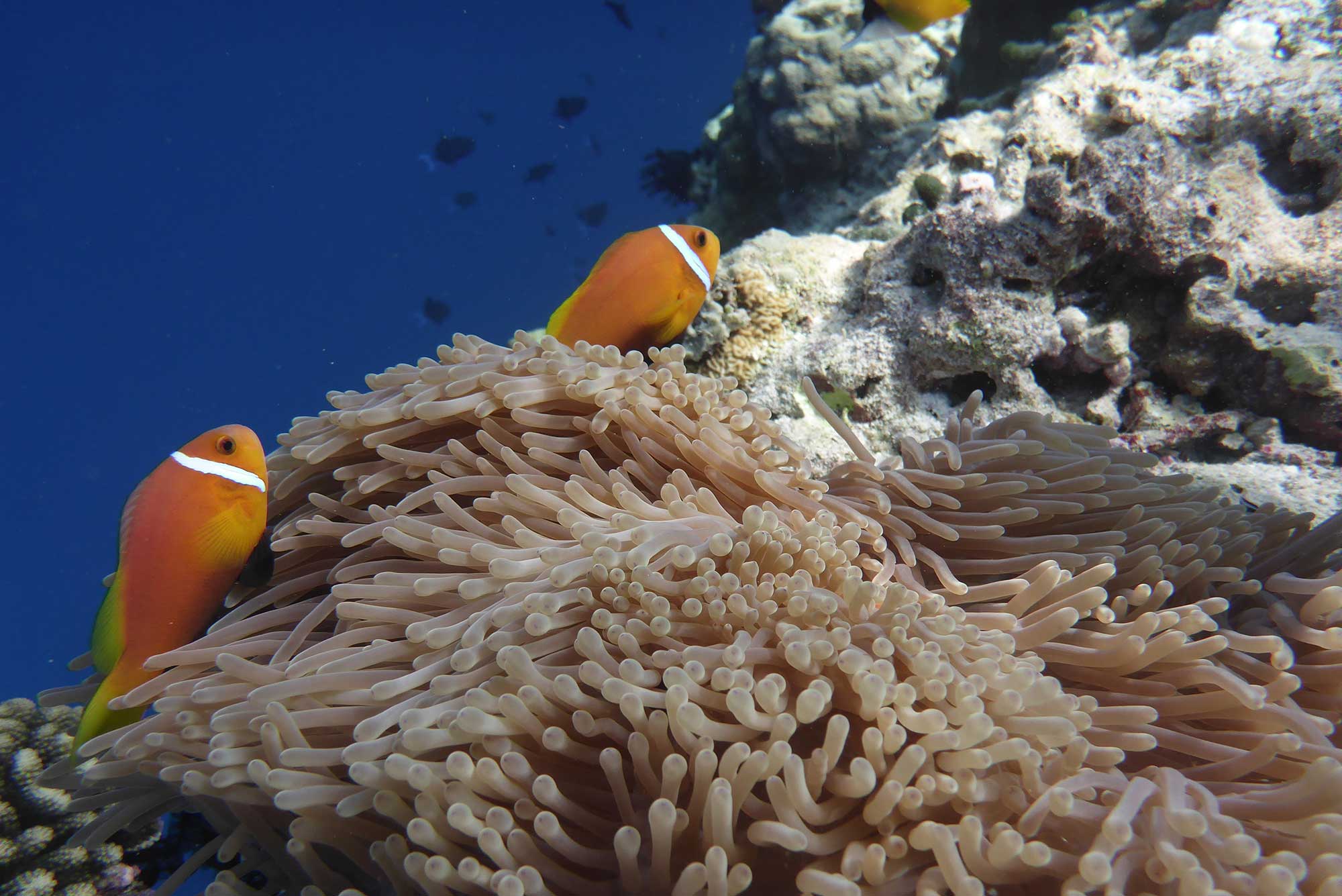 Baani Lodge Maldives - Snorkeling