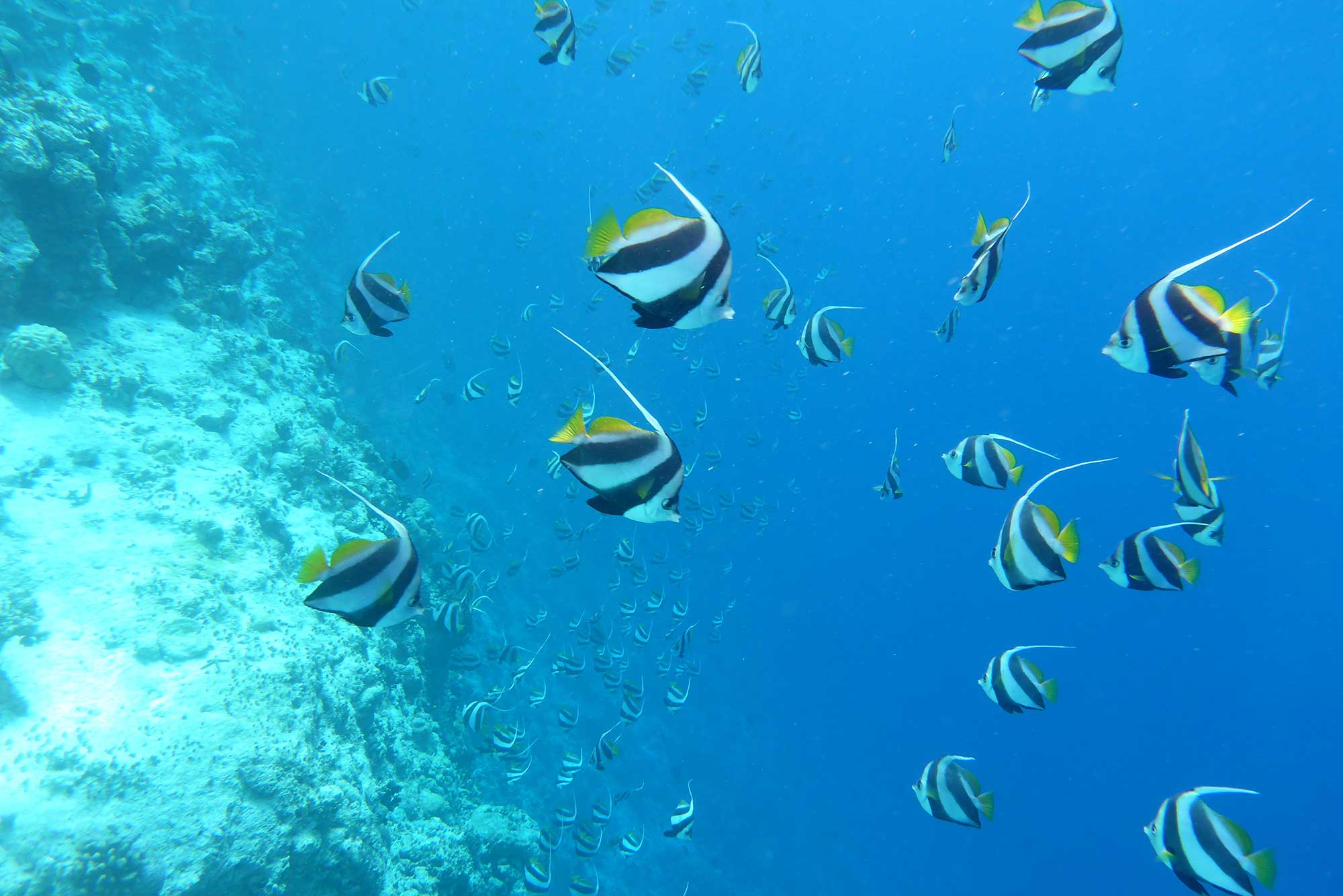 Baani Lodge Maldives - Snorkeling