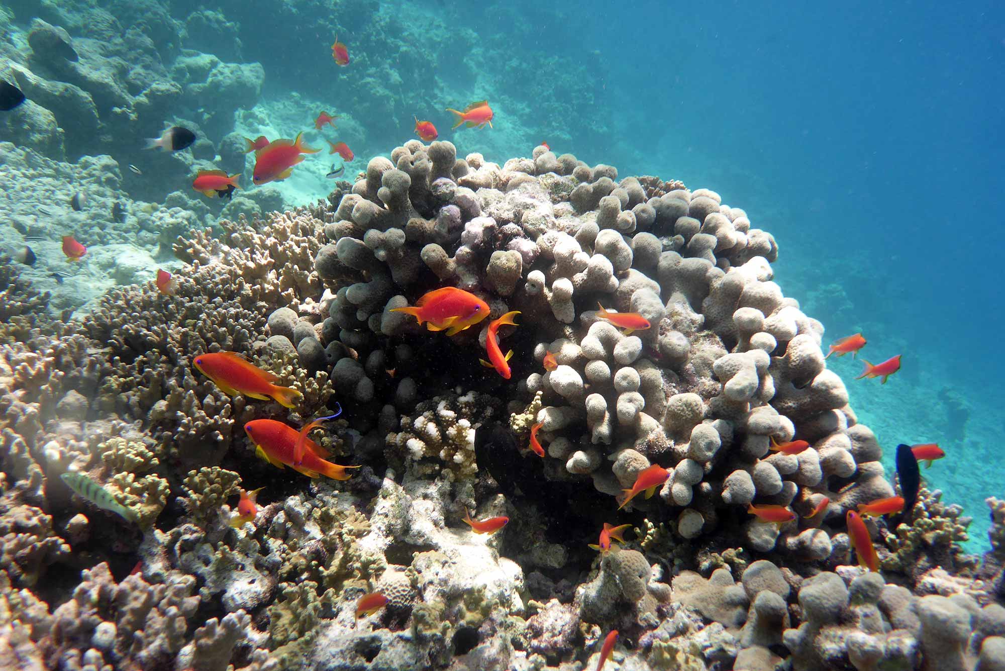 Baani Lodge Maldives - Snorkeling