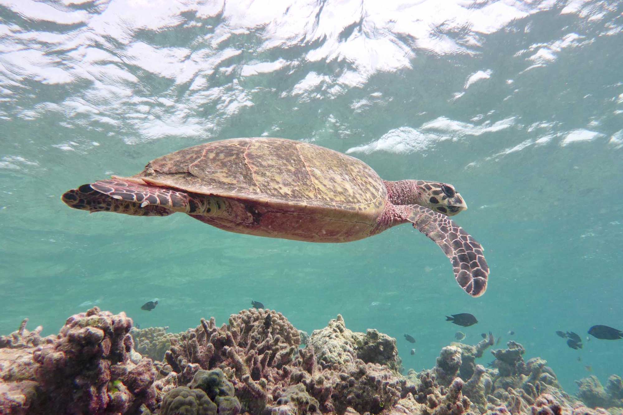 Baani Lodge Maldives - Snorkeling