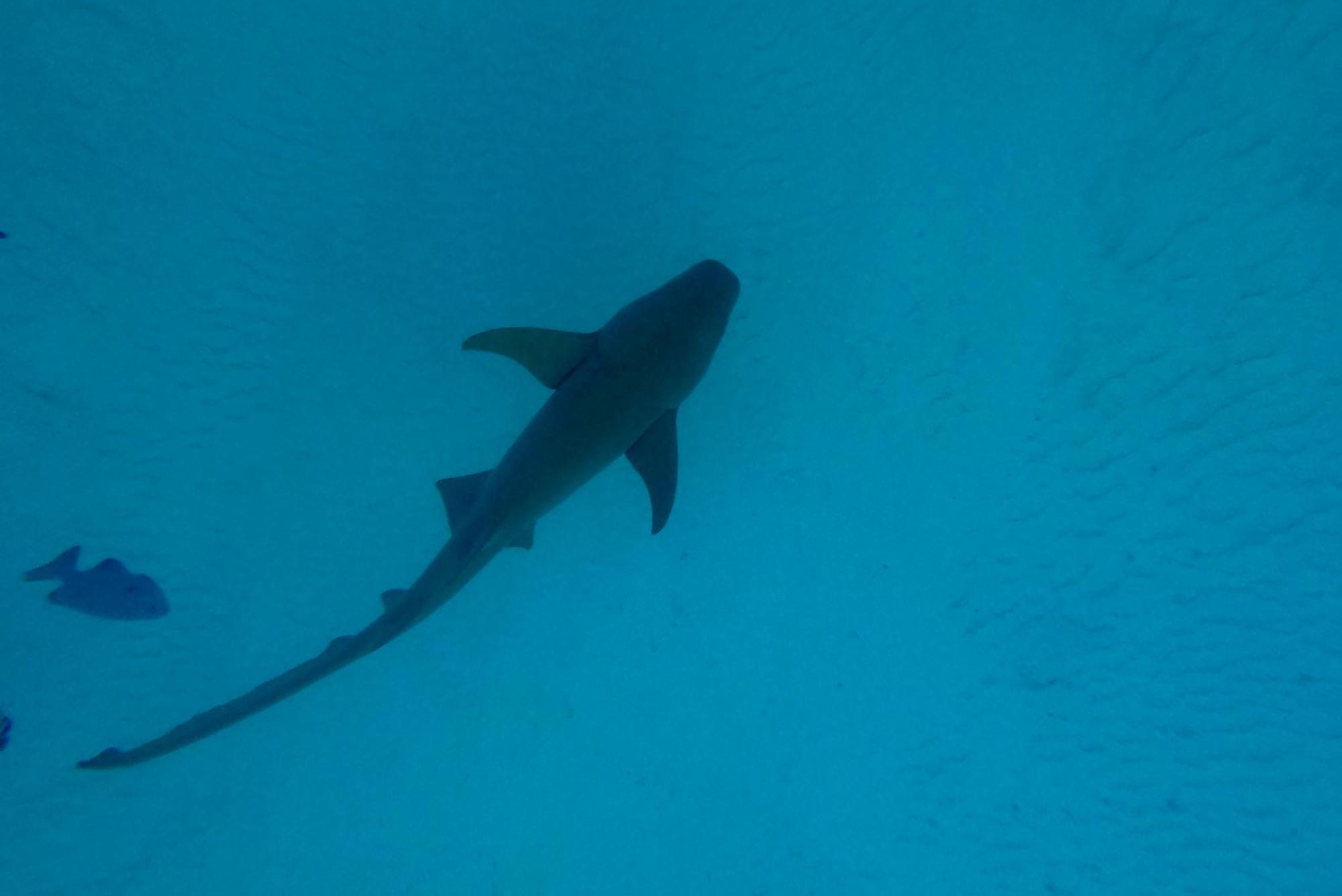 Baani Lodge Maldives - Marine Life