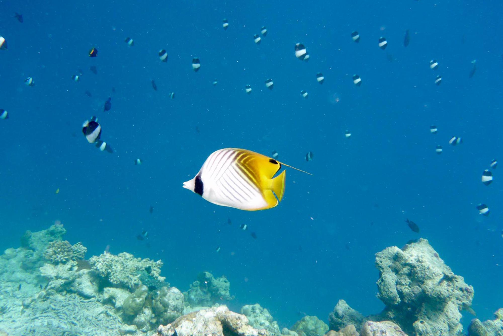 Baani Lodge Maldives