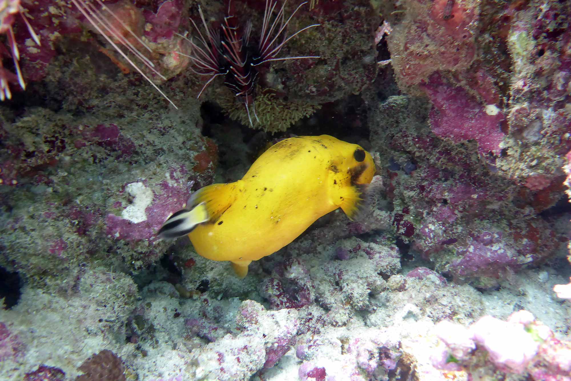 Baani Lodge Maldives - Marine Life