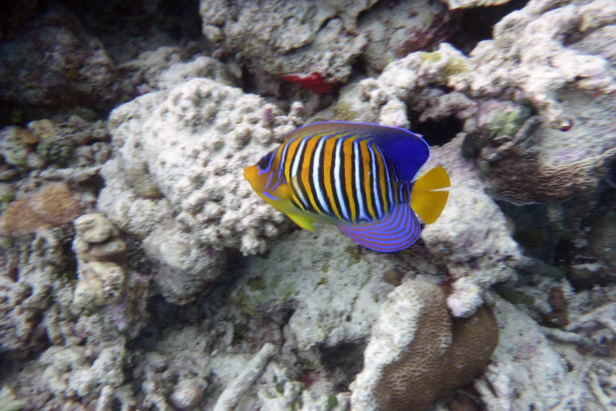 Baani Lodge Maldives - Marine Life