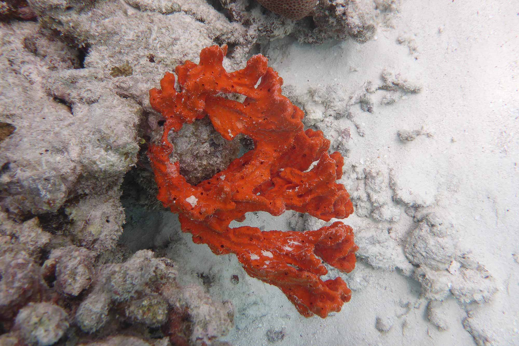 Baani Lodge Maldives - Marine Life