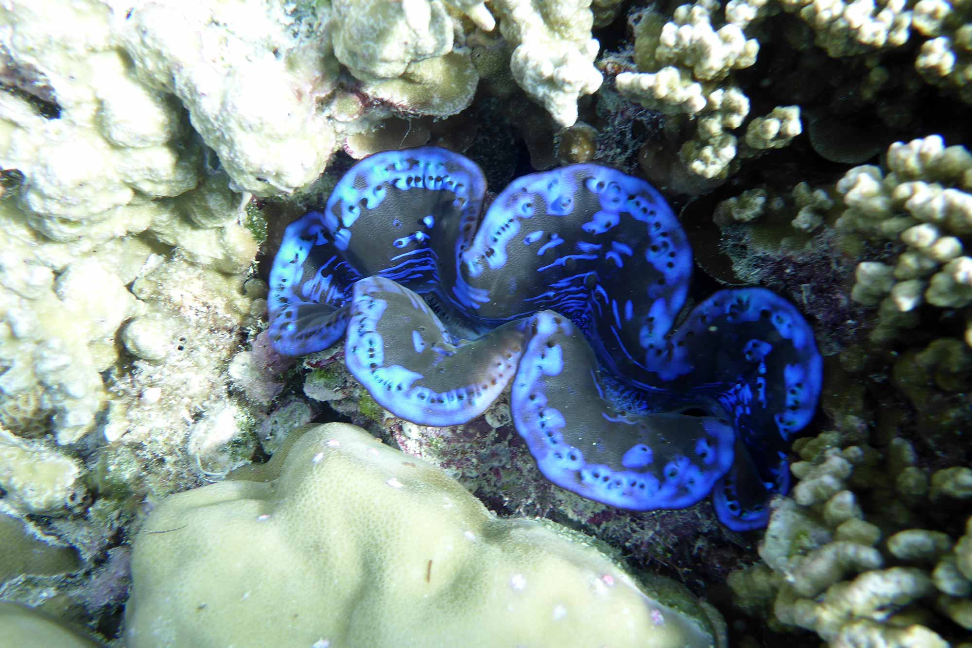 Baani Lodge Maldives - Marine Life