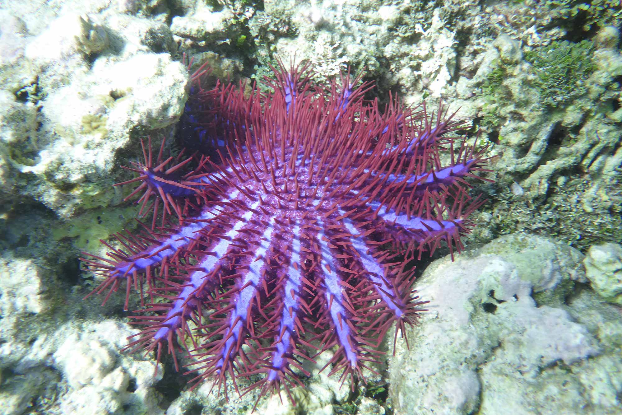 Baani Lodge Maldives - Marine Life