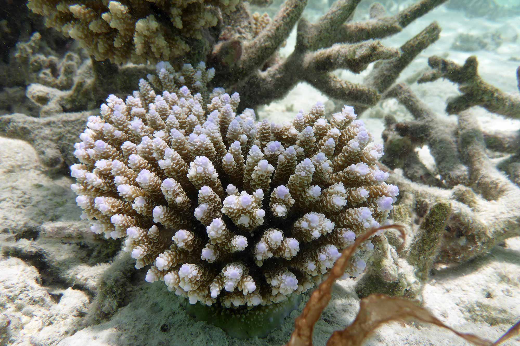 Baani Lodge Maldives - Marine Life