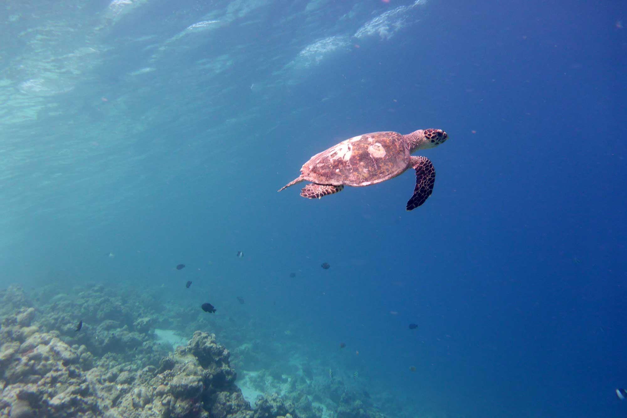 Baani Lodge Maldives - Marine Life