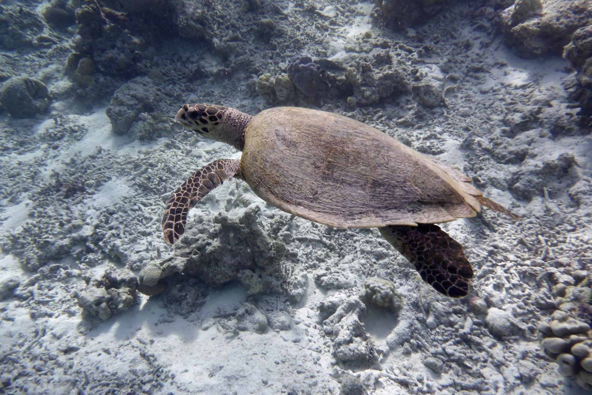 Baani Lodge Maldives - Marine Life