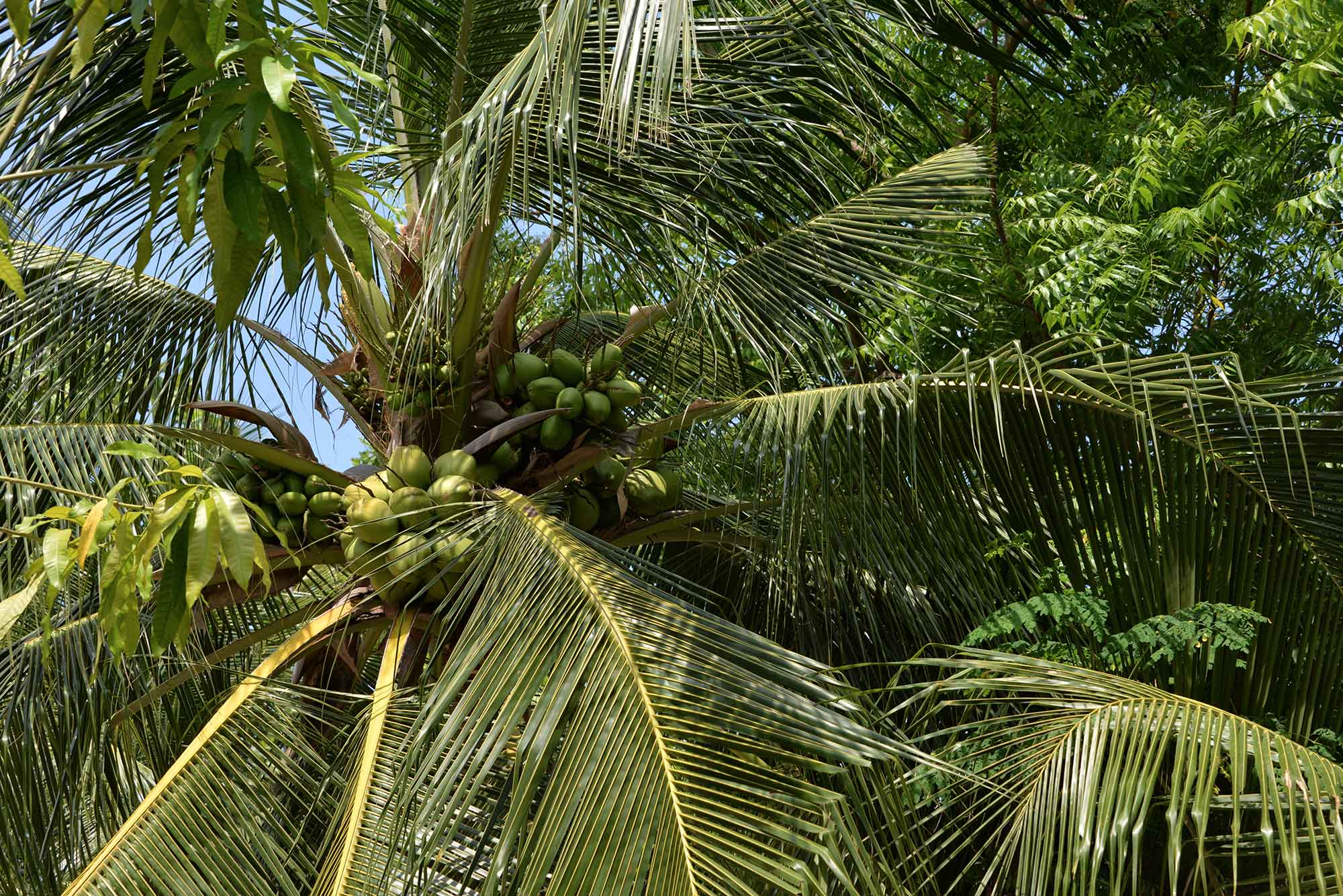 Baani Lodge Maldives