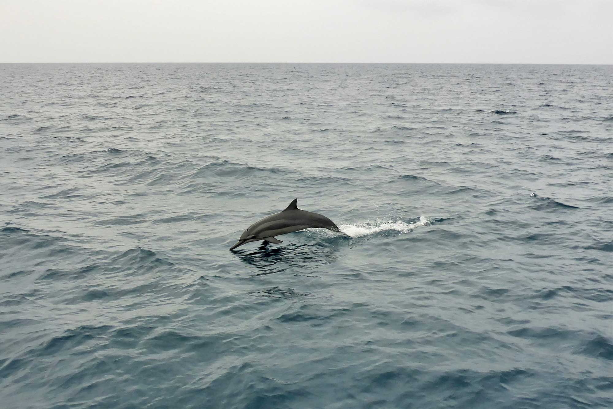 Baani Lodge Maldives - Marine Life