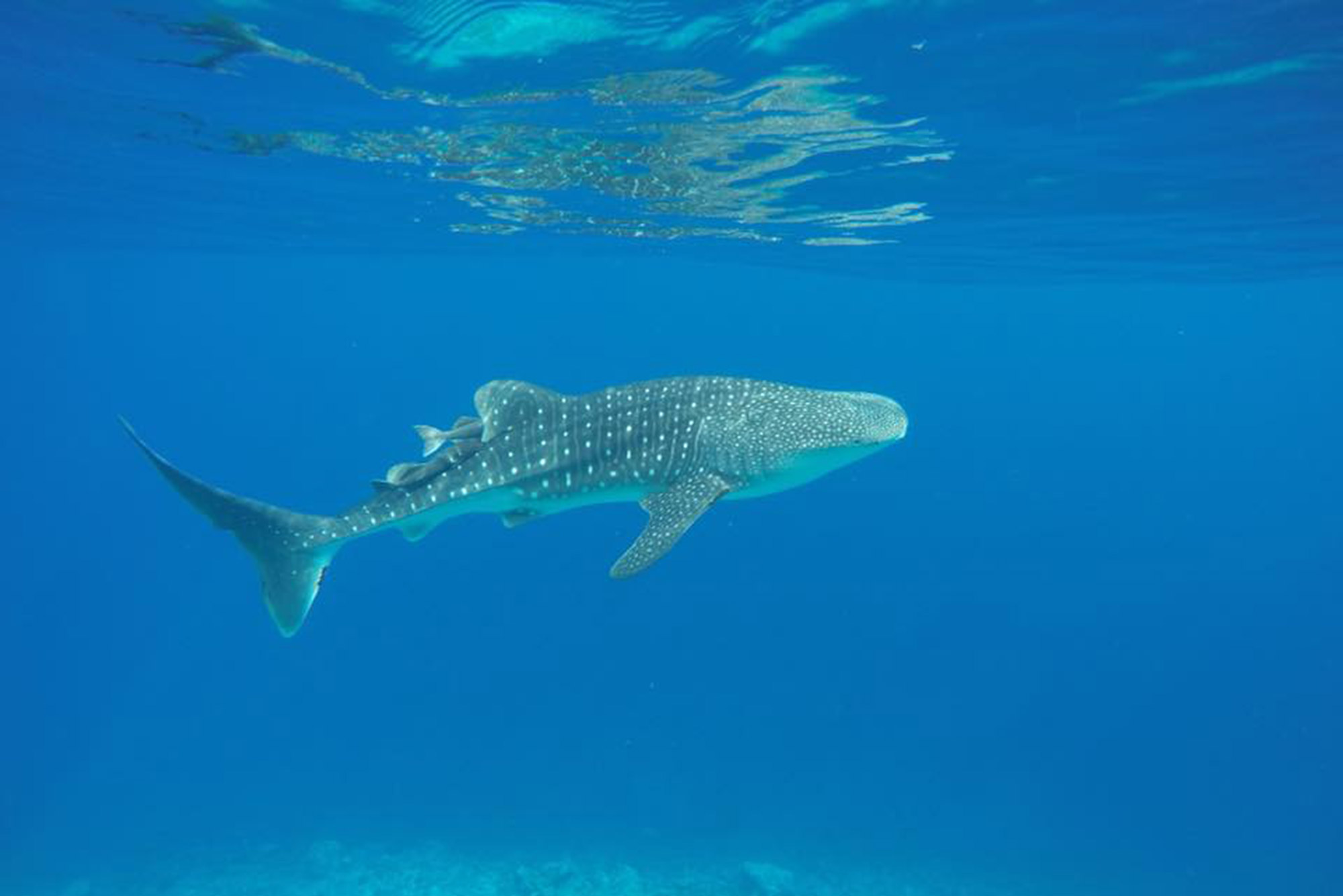 Baani Lodge Maldives - Marine Life