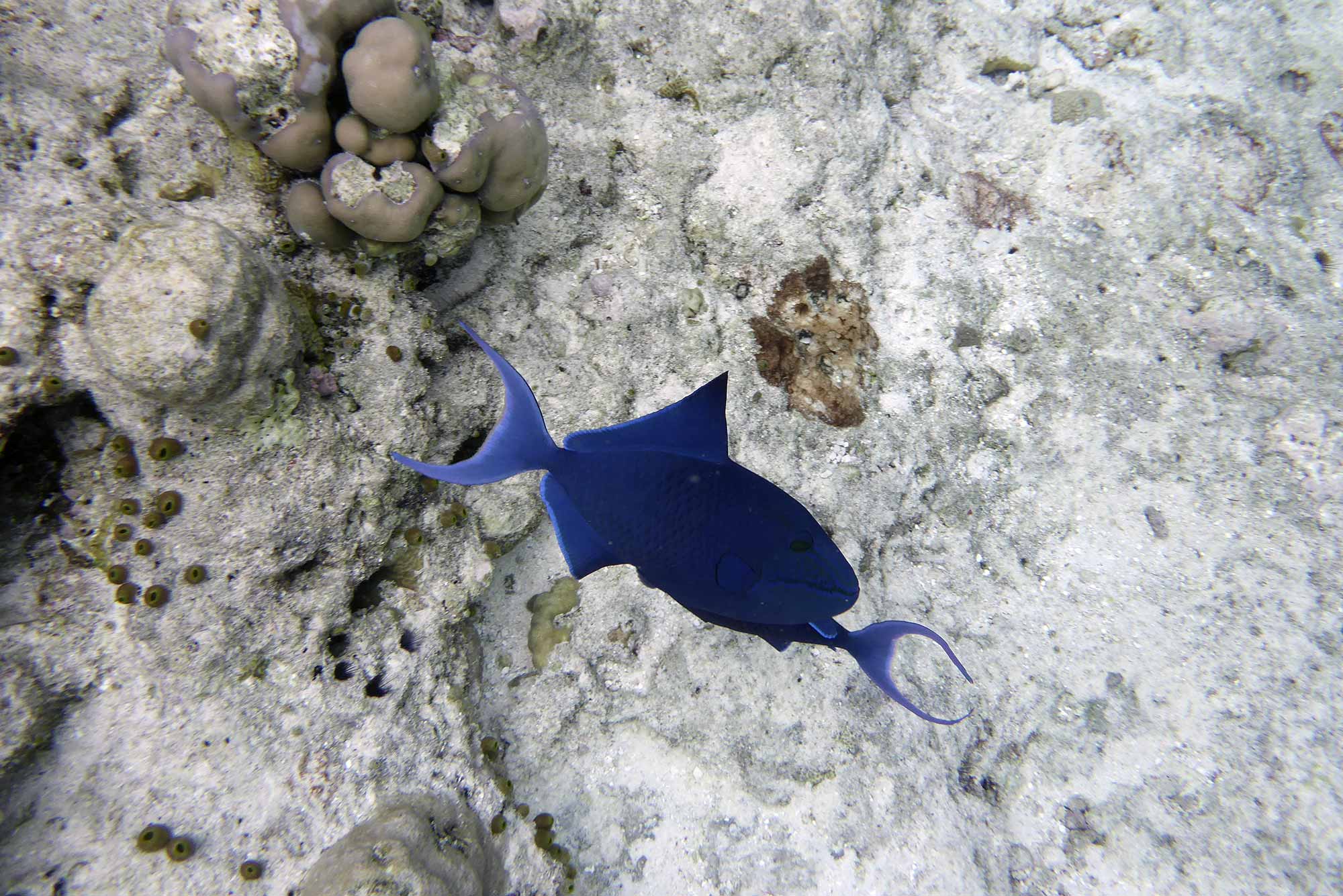 Baani Lodge Maldives - Marine Life