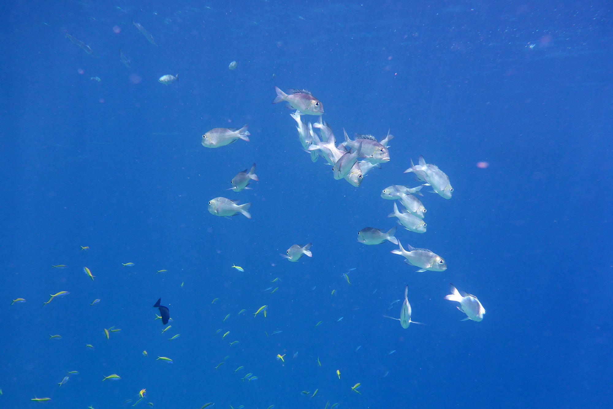 Baani Lodge Maldives