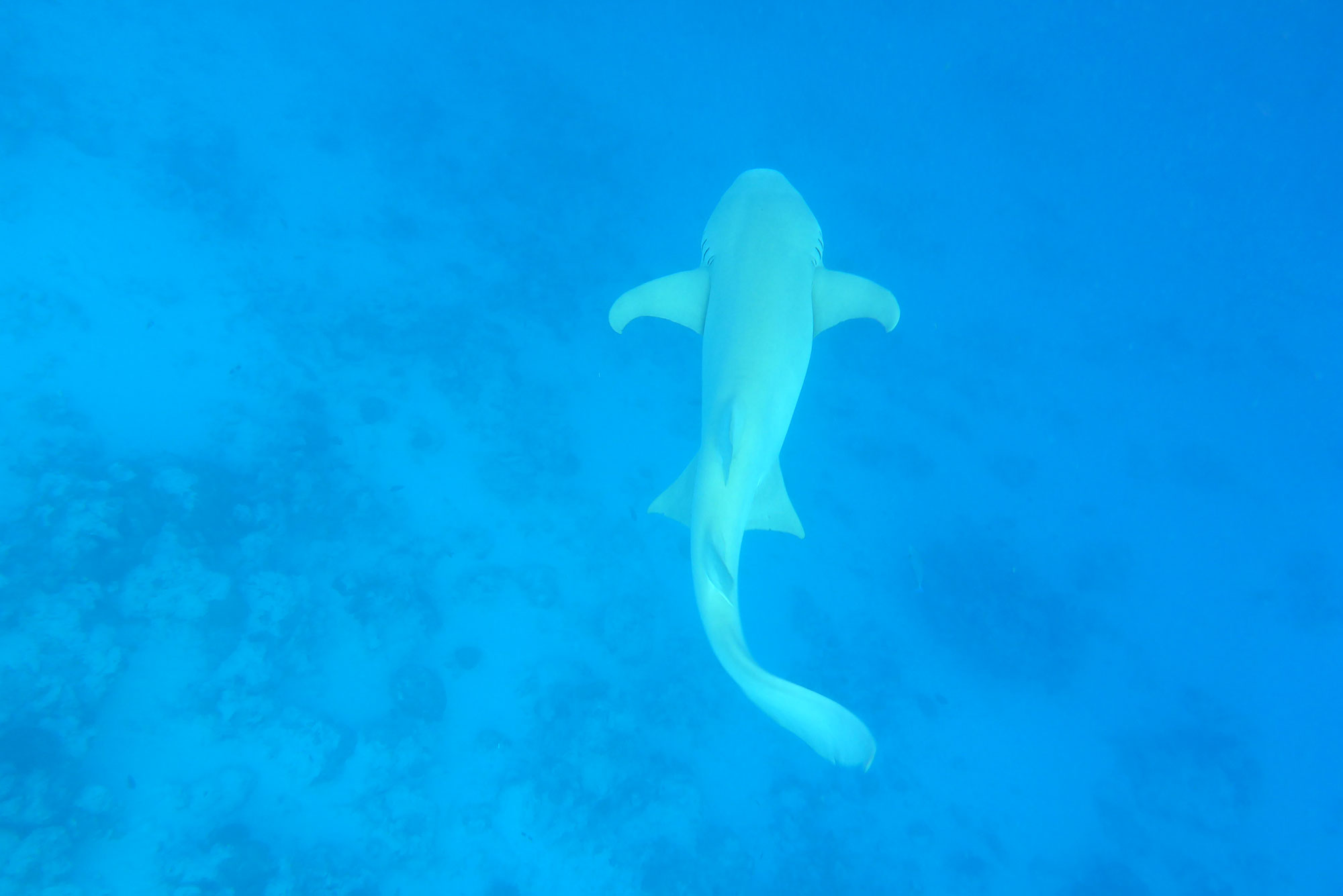 Baani Lodge Maldives - Marine Life