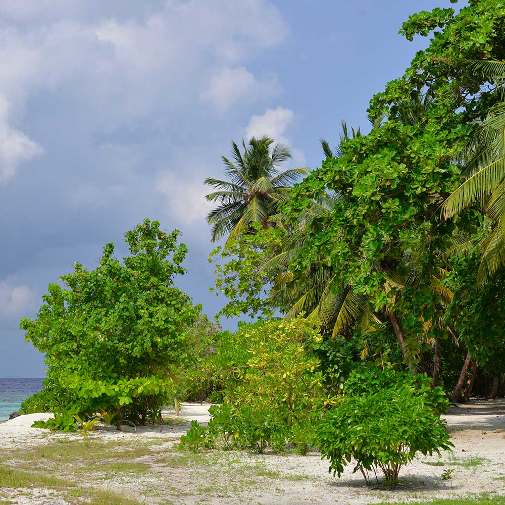 Baani Lodge Maldives