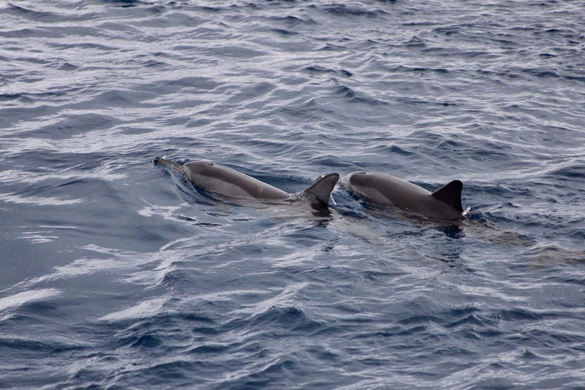 Baani Lodge Maldives - Marine Life